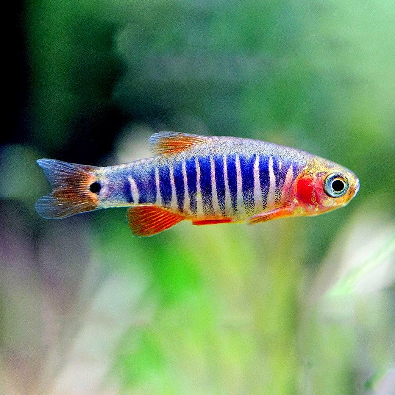 Emerald rasbora