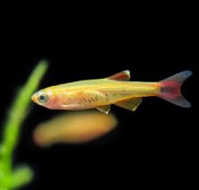 Golden White Cloud Mountain Minnow