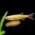 Golden White Cloud Mountain Minnow