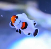 Platinum Clownfish