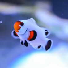 Platinum Clownfish