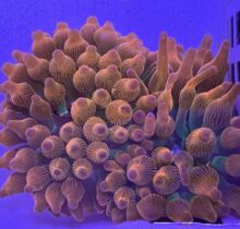 Rainbow Bubble Tip Anemone