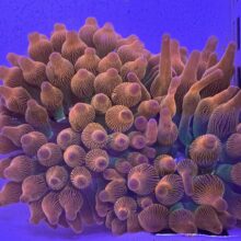 Rainbow Bubble Tip Anemone