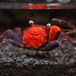 Red Devil Vampire Crab