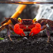 Red Devil Vampire Crab