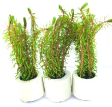 Rotala