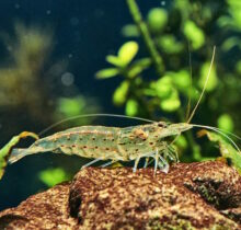 Amano Shrimp