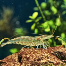 Amano Shrimp