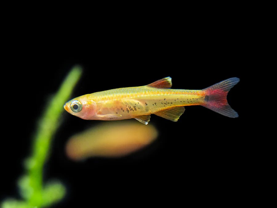 Golden White Cloud Mountain Minnow