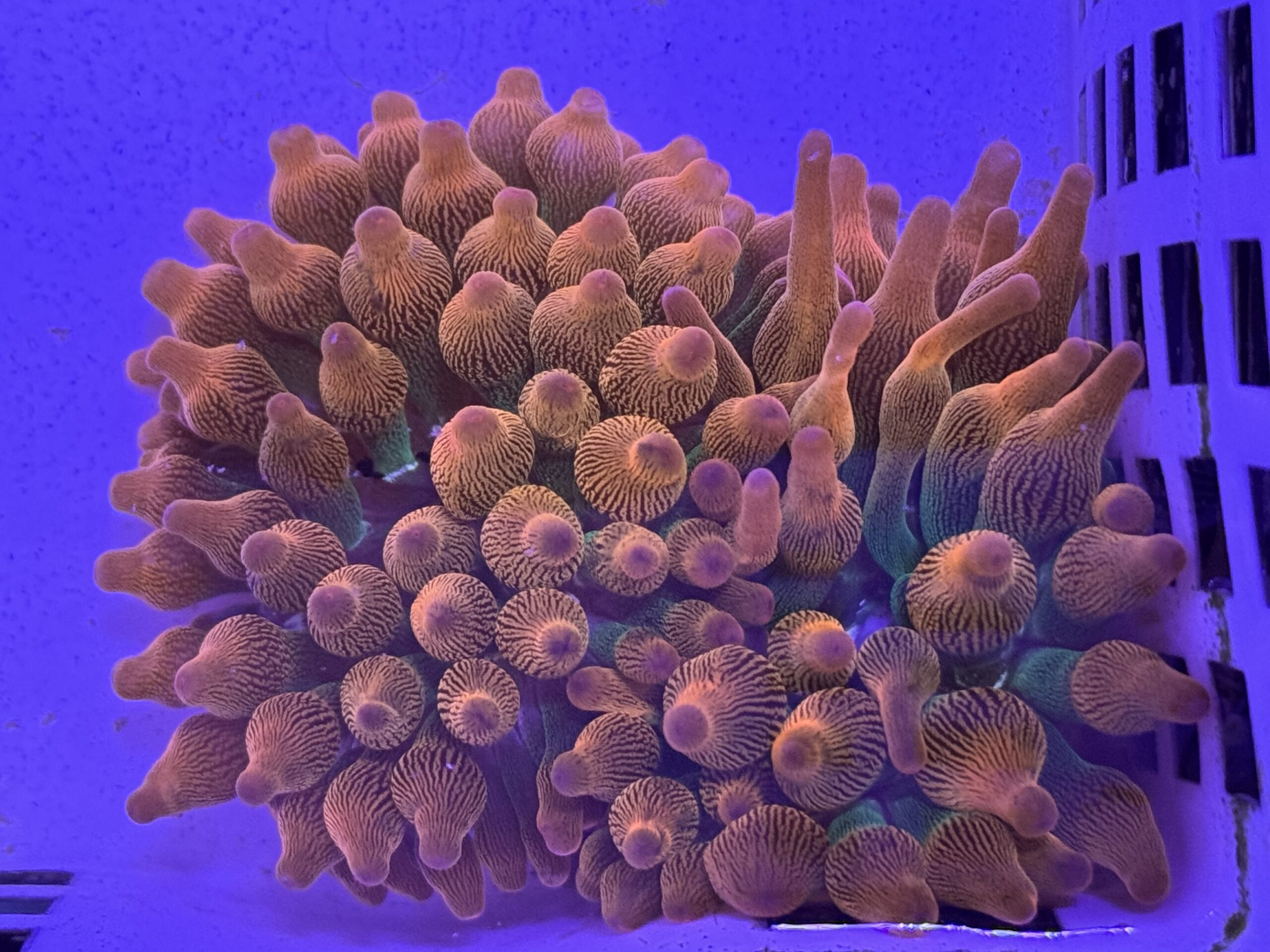 Rainbow Bubble Tip Anemone