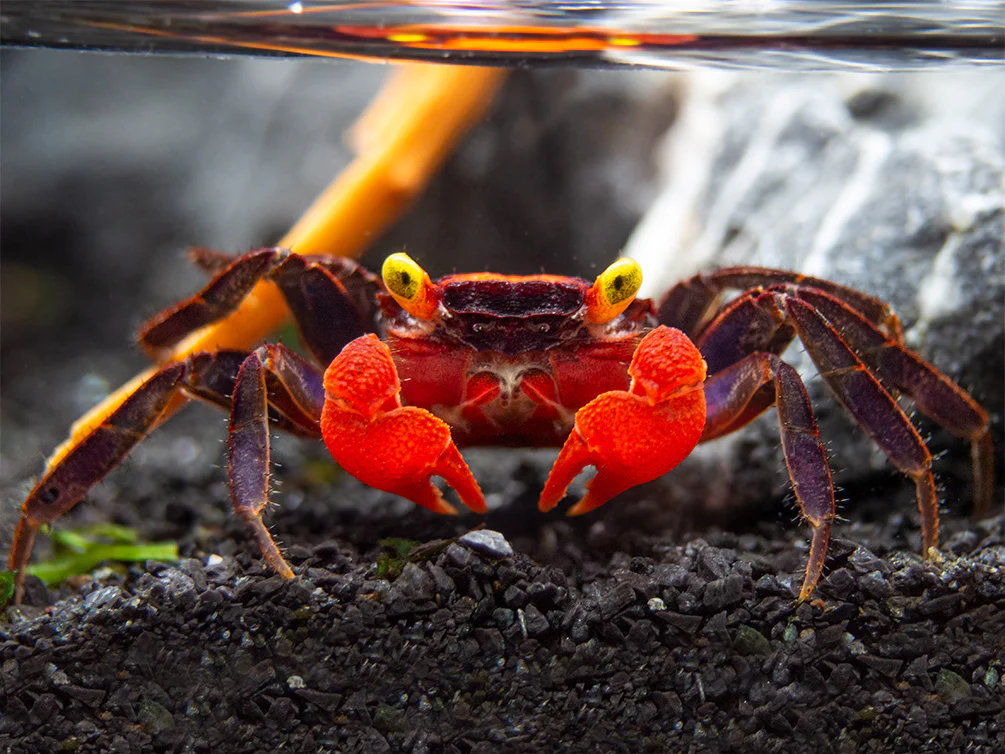 Red Devil Vampire Crab