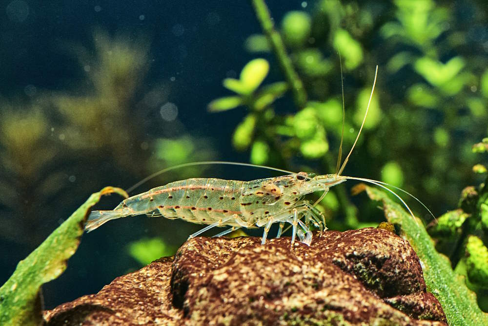 Amano Shrimp