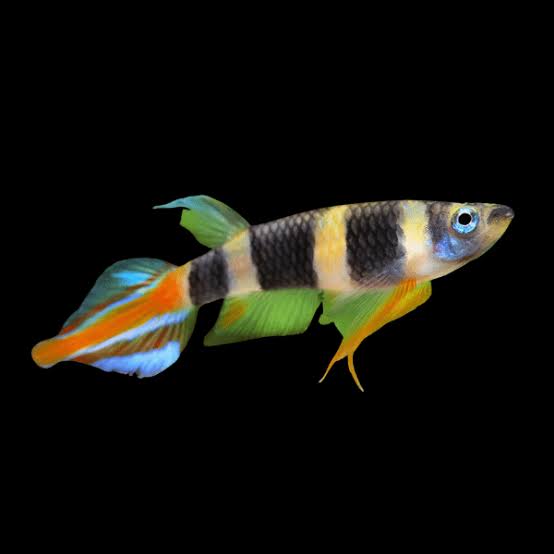 Rocket / Clown Killifish