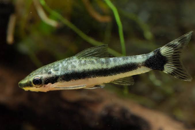 Otocinclus