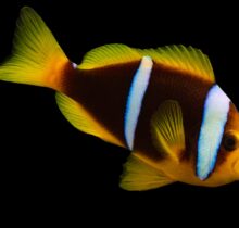 Mauritius Anemone Clownfish