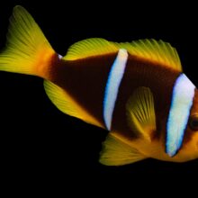 Mauritius Anemone Clownfish