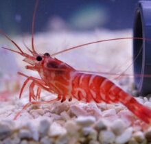 Kuekenthalis Cleaner Shrimp