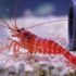 Kuekenthalis Cleaner Shrimp