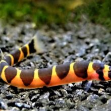 Kuhli Loach