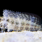 Lawnmower Blenny