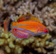 Mccosker's flasher Wrasse