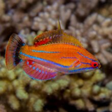 Mccosker's flasher Wrasse