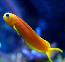 Midas Blenny