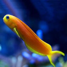 Midas Blenny