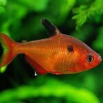 Serpae Tetras