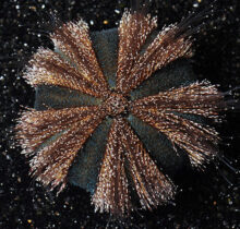 Black Tuxedo Urchin