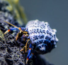 Blue Leg Hermit Crab