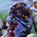 Blue Leg Hermit Crab