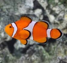 Ocellaris Clownfish