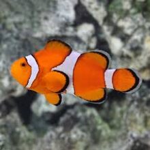 Ocellaris Clownfish