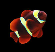 Goldstripe Maroon Clownfish