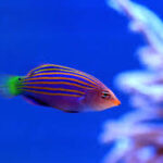 Six-line Wrasse