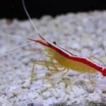 Skunk Cleaner Shrimp