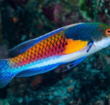 Blue Sided Fairy Wrasse