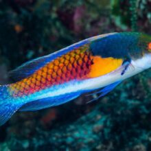 Blue Sided Fairy Wrasse