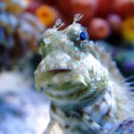 Lawnmower Blenny