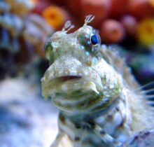 Lawnmower Blenny