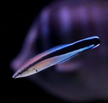 Bluestreak cleaner wrasse