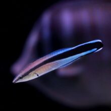 Bluestreak cleaner wrasse