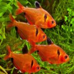 Serpae Tetras