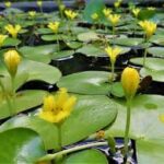 Floating hearts (Nymphoides thunbergiana)