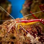 images olc Pacific Cleaner Shrimp Side 900 600 q85