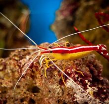 images olc Pacific Cleaner Shrimp Side 900 600 q85