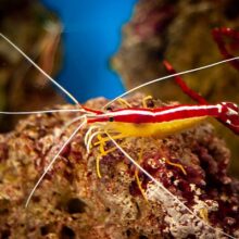 images olc Pacific Cleaner Shrimp Side 900 600 q85