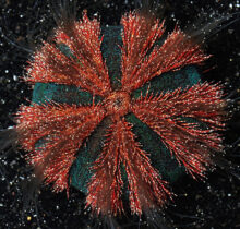 Red Tuxedo Urchin