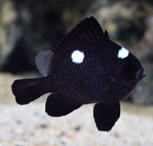 Three Spot Domino Damselfish